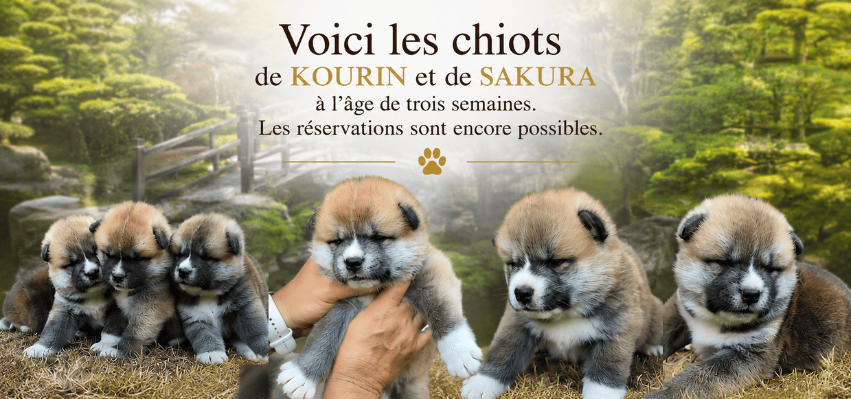 Chiot Akita du Temple des Shoguns