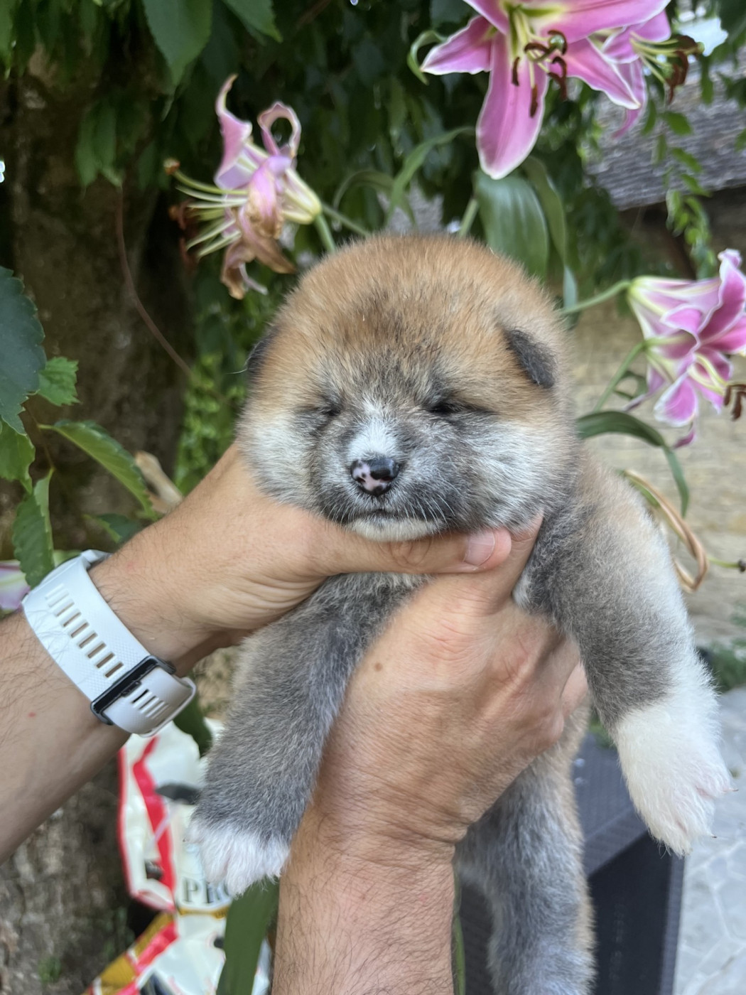 du Temple des Shoguns - Chiots disponibles - Akita