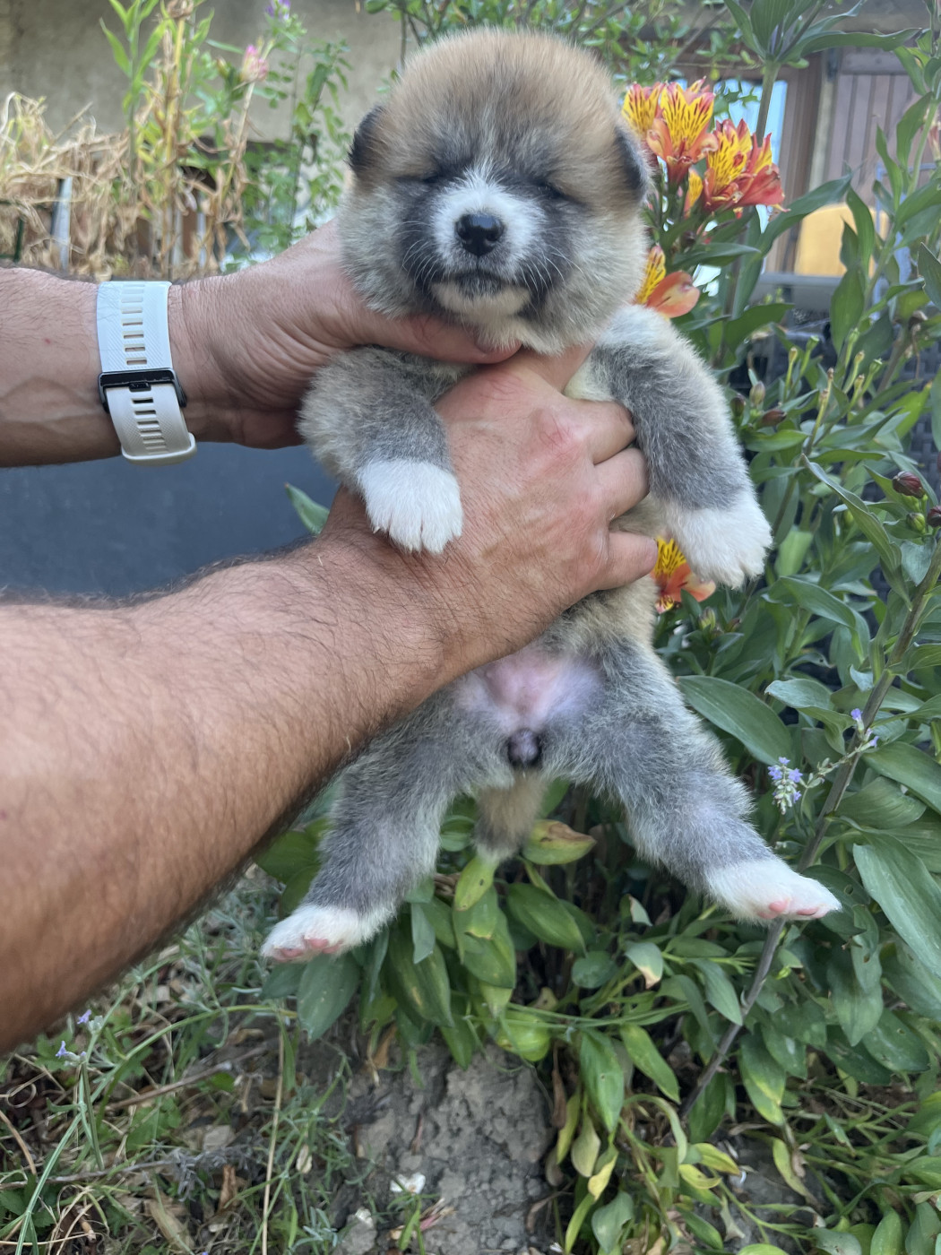 du Temple des Shoguns - Chiots disponibles - Akita